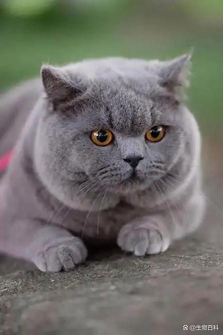 猫咪短视频