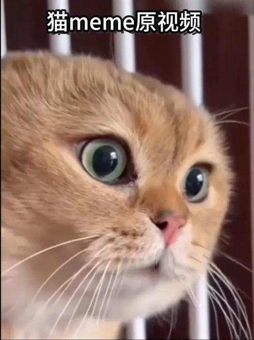 猫咪短视频