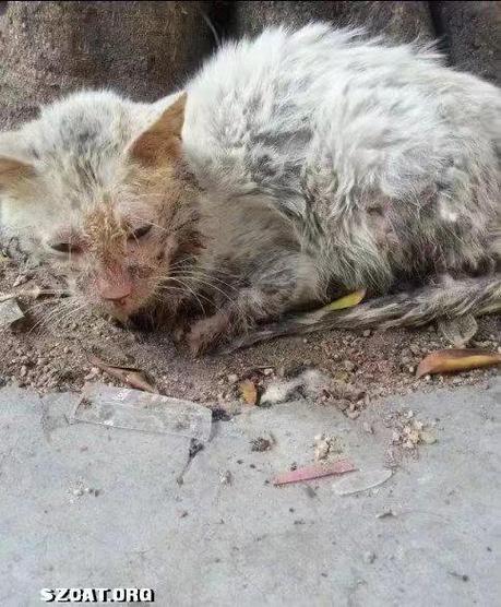 捡到猫代表什么预兆