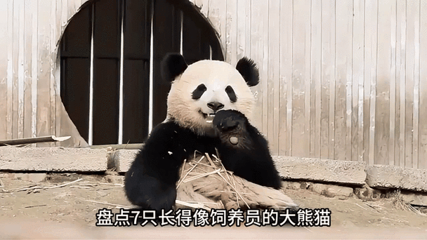 大熊猫人气排名