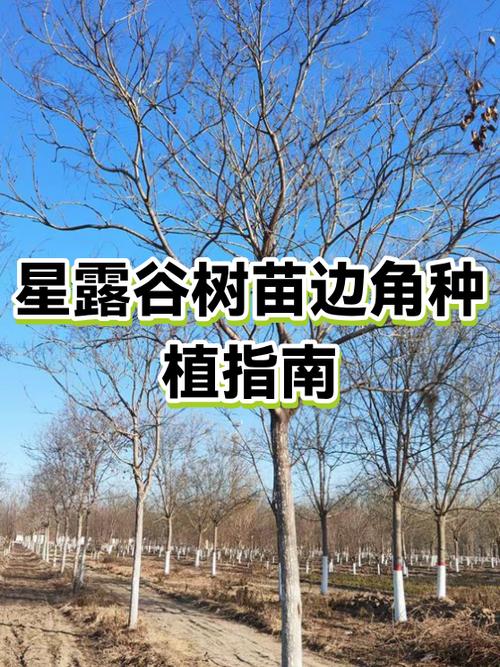 星露谷树苗怎么种