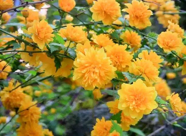 花语直播软件介绍
