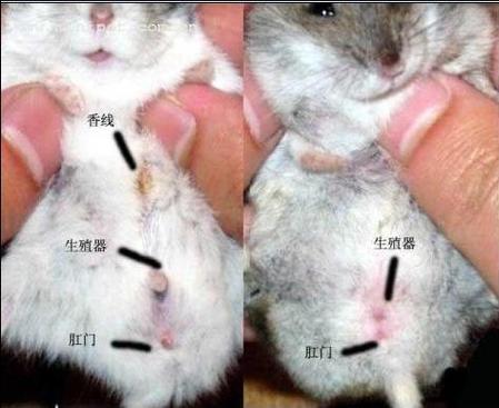 布丁仓鼠容易死吗