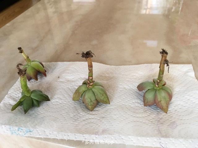 打赏一朵花是多少钱