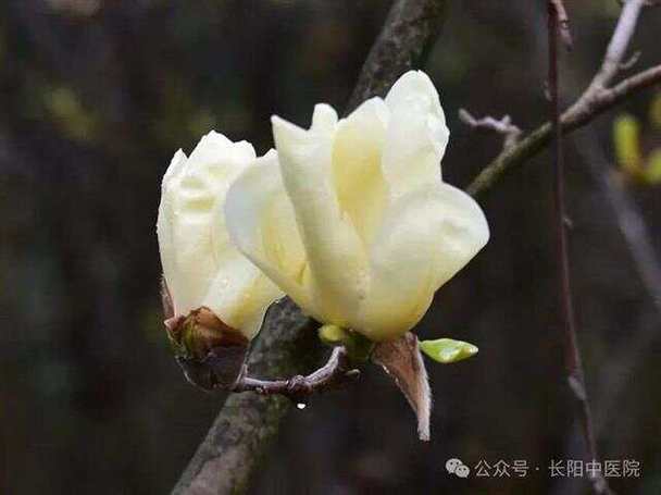 辛夷历代本草汇言个人图书馆图标