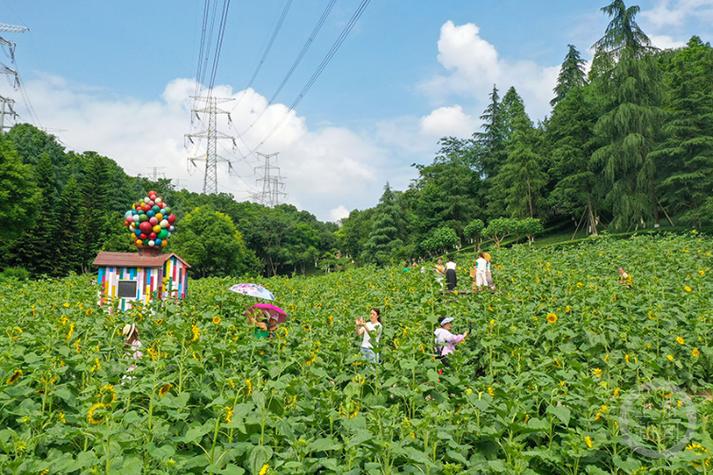 向日葵动漫东阳里太太是谁