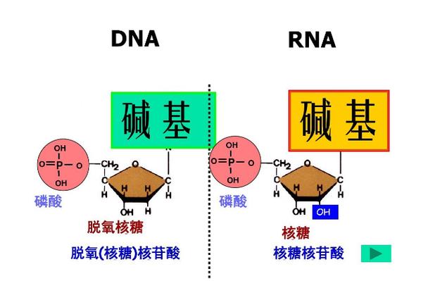 组成元素为CHONP的化合物图标