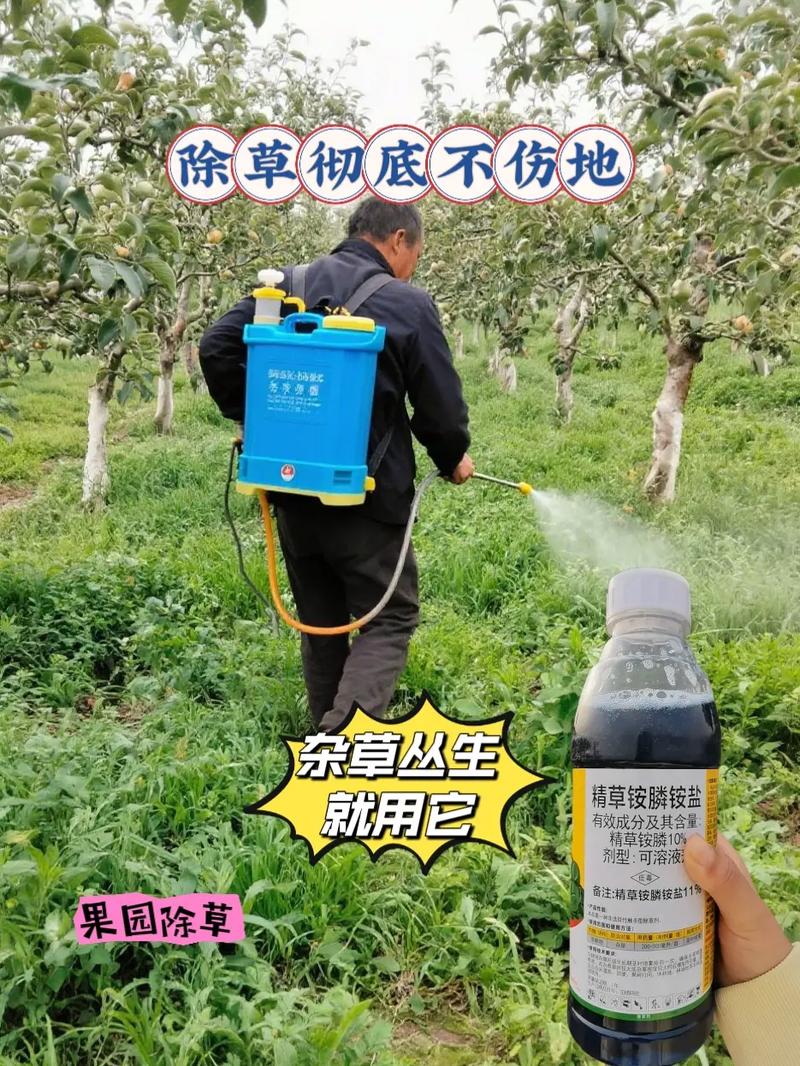 西柚除草官网图标