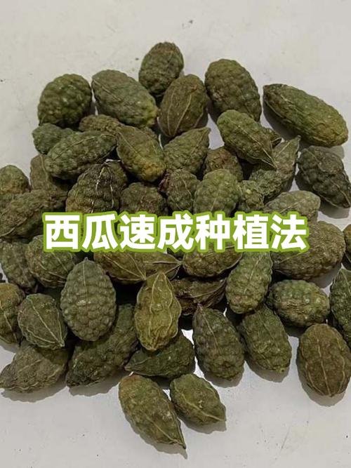 西瓜的种植方法