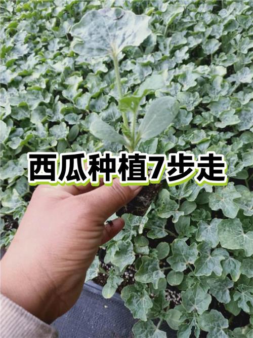 西瓜的种植方法