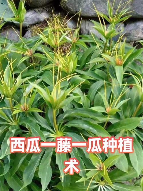 西瓜的种植方法