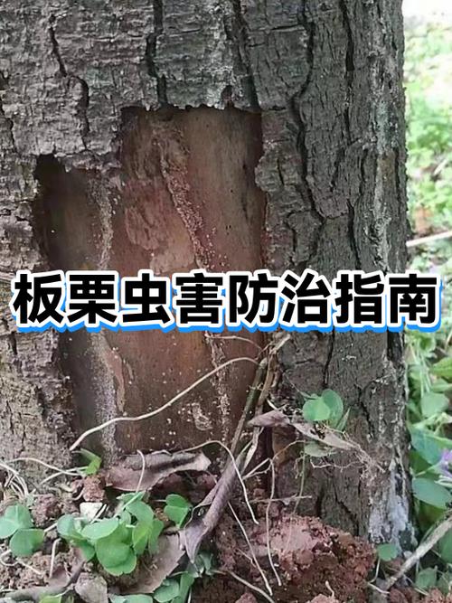 书上有很小的虫子怎么办