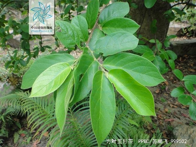 方形叶子的植物