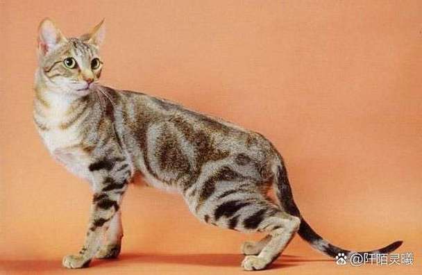 猫咪起源于哪里