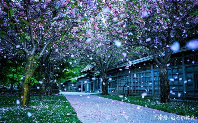 樱花高清观看完整版