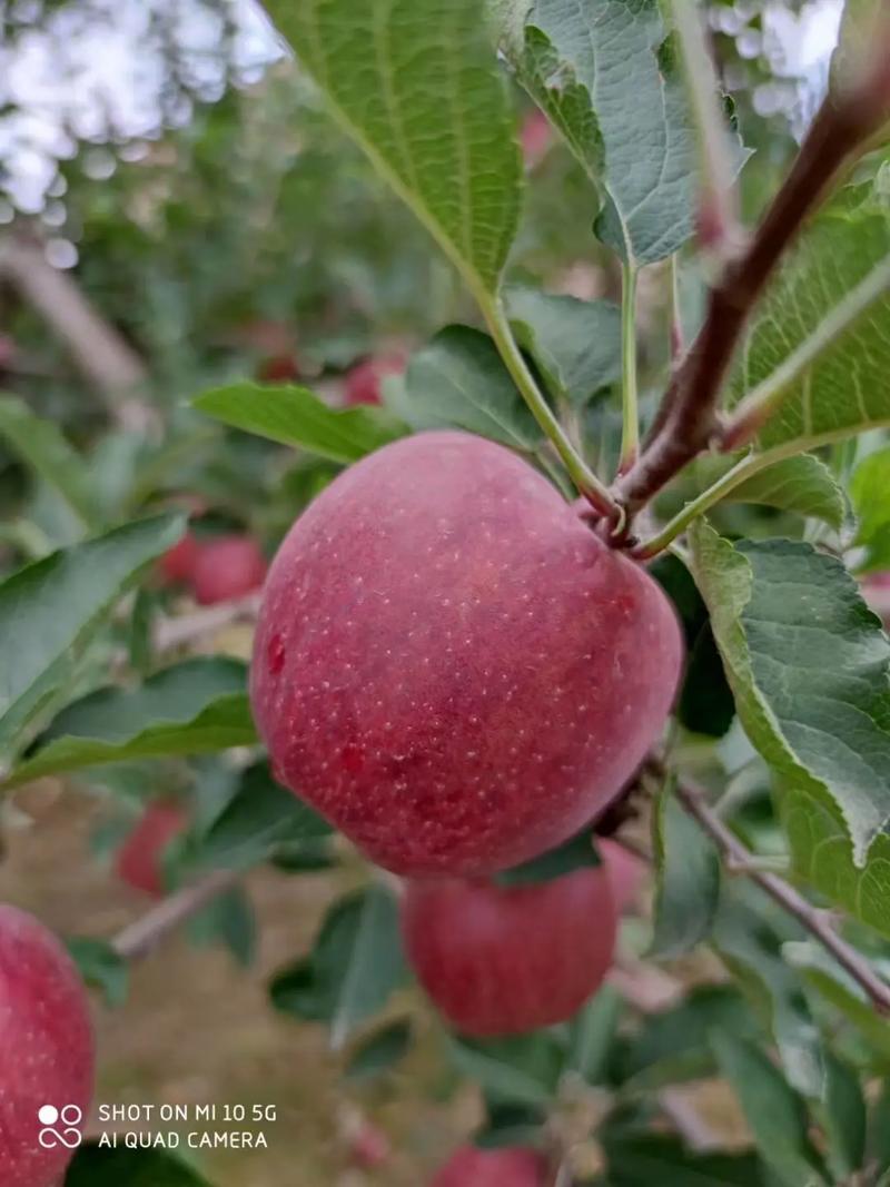红人阁官方正版苹果