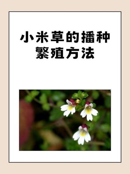 小米种植方法全过程