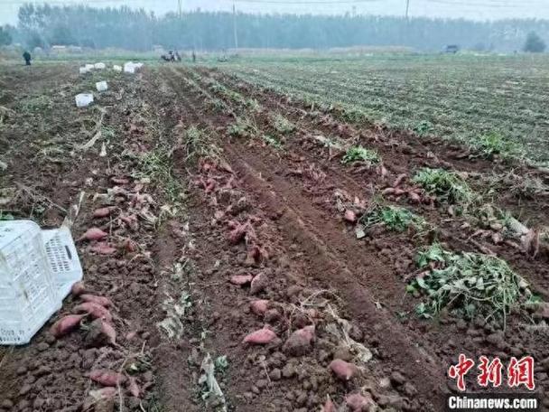 一农民挖出红薯图标