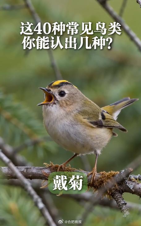 各种鸟的叫声图标