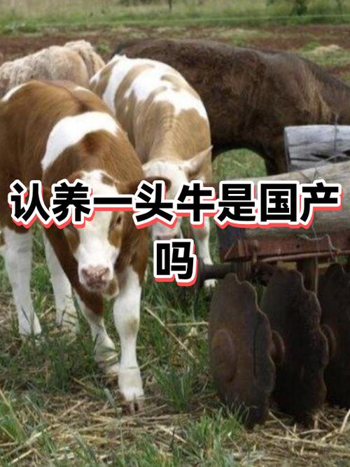 认养一头牛可以招区域代理吗