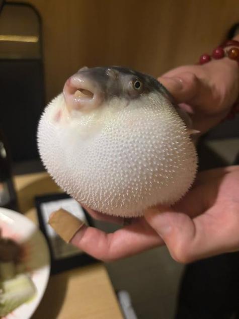 河豚可以拿手里玩吗