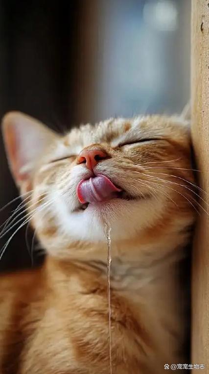 猫咪流口水一招搞定图标