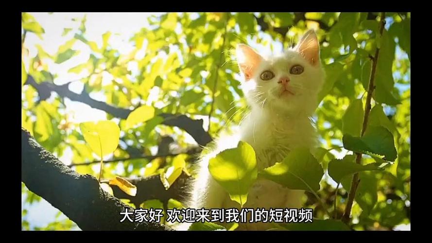 然猫网苹果版