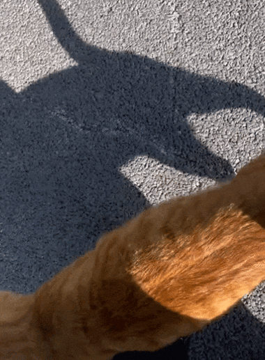 然猫网苹果版