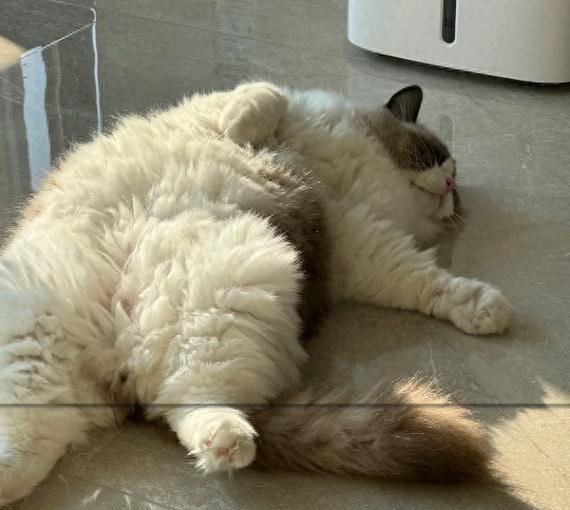 然猫网苹果版