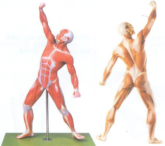 人体模拟器3d游戏