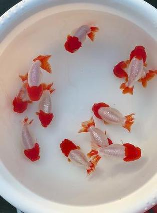 金鱼直播