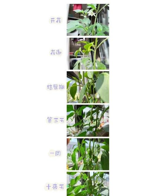 辣椒种植与管理技术