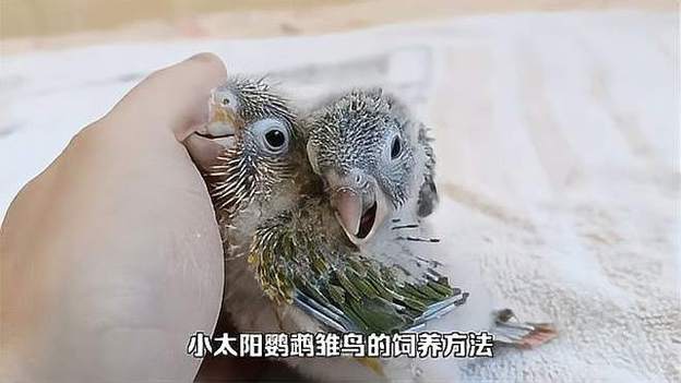 维鸟短视频免费观看