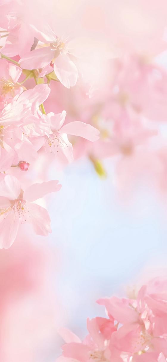桃花网免费版