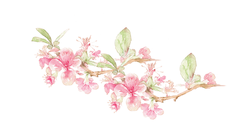 桃花网免费版