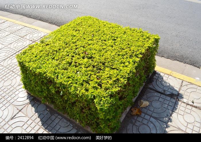 方形植物