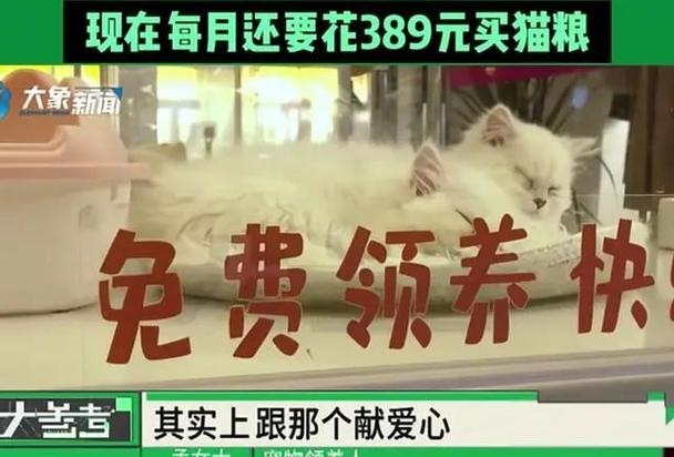 白猫贷款