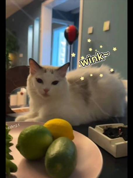 然猫网