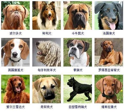 鉴别狗狗品种软件下载
