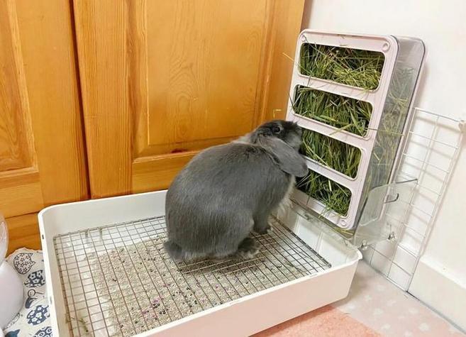 兔兔兔测评