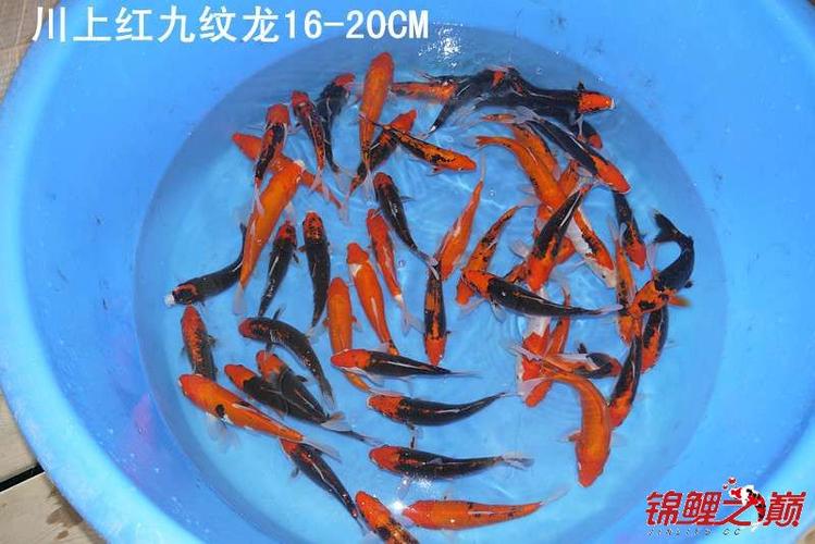 红九锦鲤