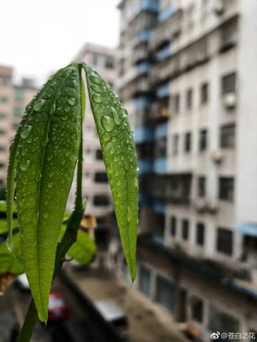 苍白之花攻略