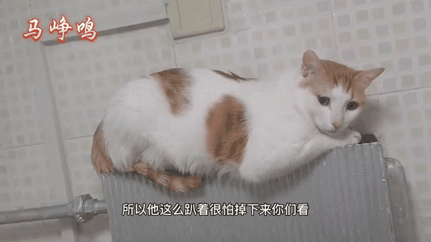 喵看