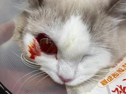 猫眼球突出快掉出来图标