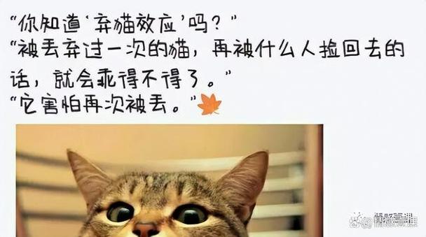 男人捡猫什么预兆