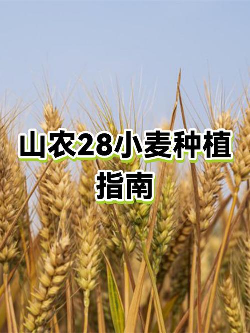 小麦的种植方法