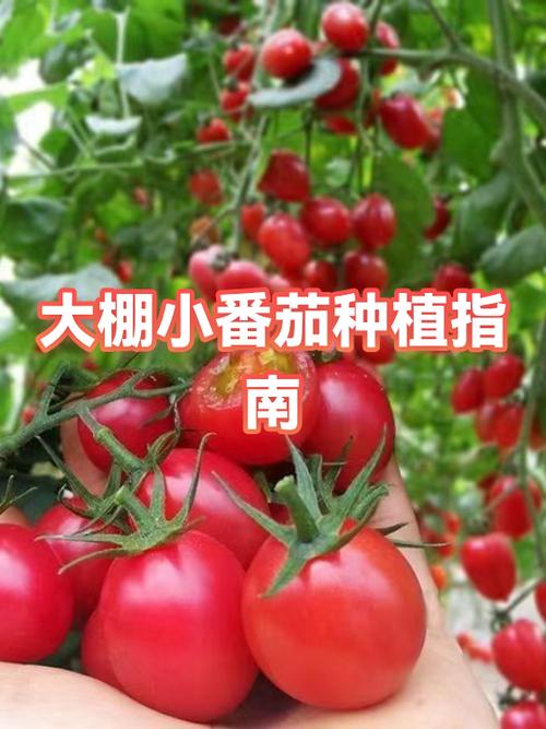 蕃茄种植技术要点