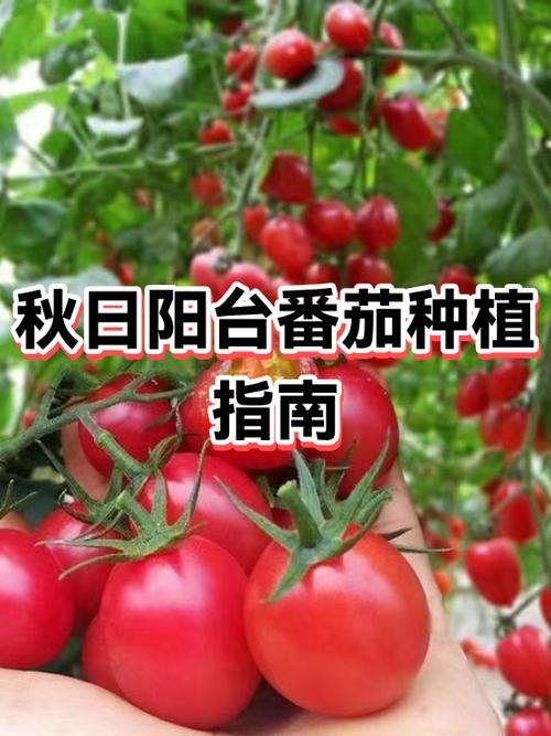 蕃茄种植技术要点
