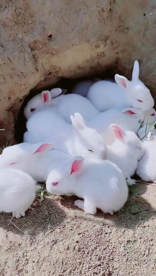 小白兔可爱视频大全图标