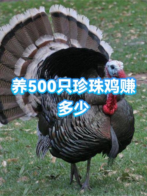 养鸡500只利润